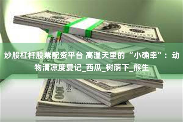 炒股杠杆股票配资平台 高温天里的 “小确幸”：动物清凉度夏记_西瓜_树荫下_熊生